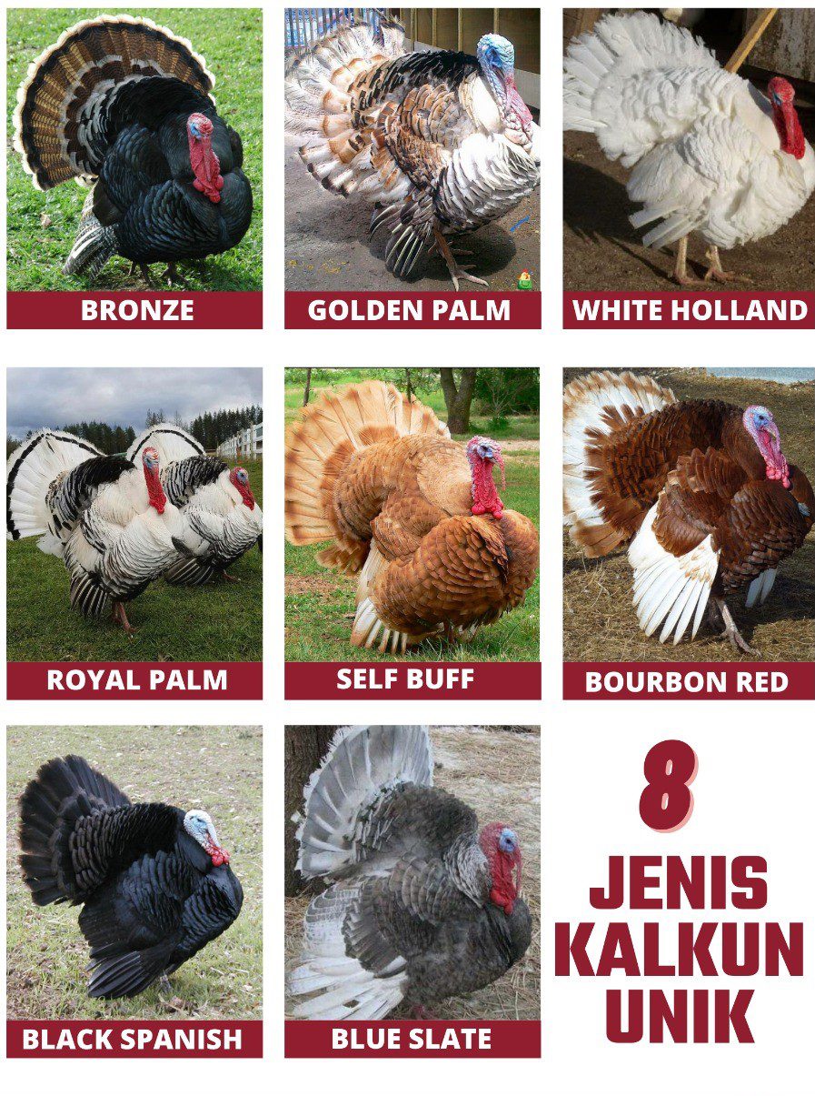 Berbagai Jenis Ayam Kalkun Unik
