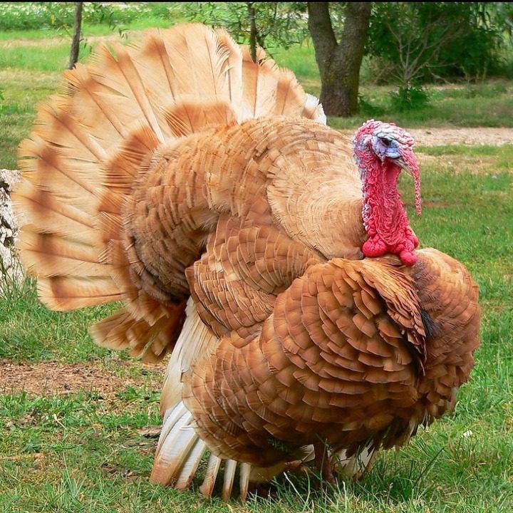 Ayam kalkun self buff adalah jenis kalkun yang memiliki bulu berwarna putih dengan perpaduan coklat muda