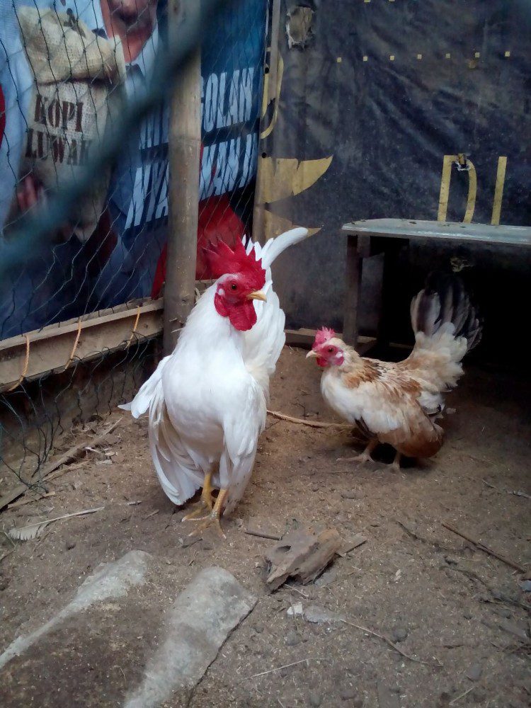 Ayam Serama Dewasa