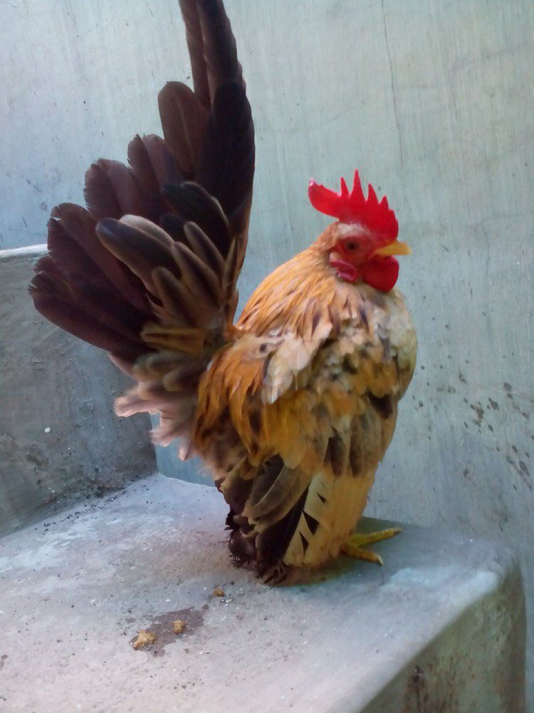 Ayam Serama Jantan