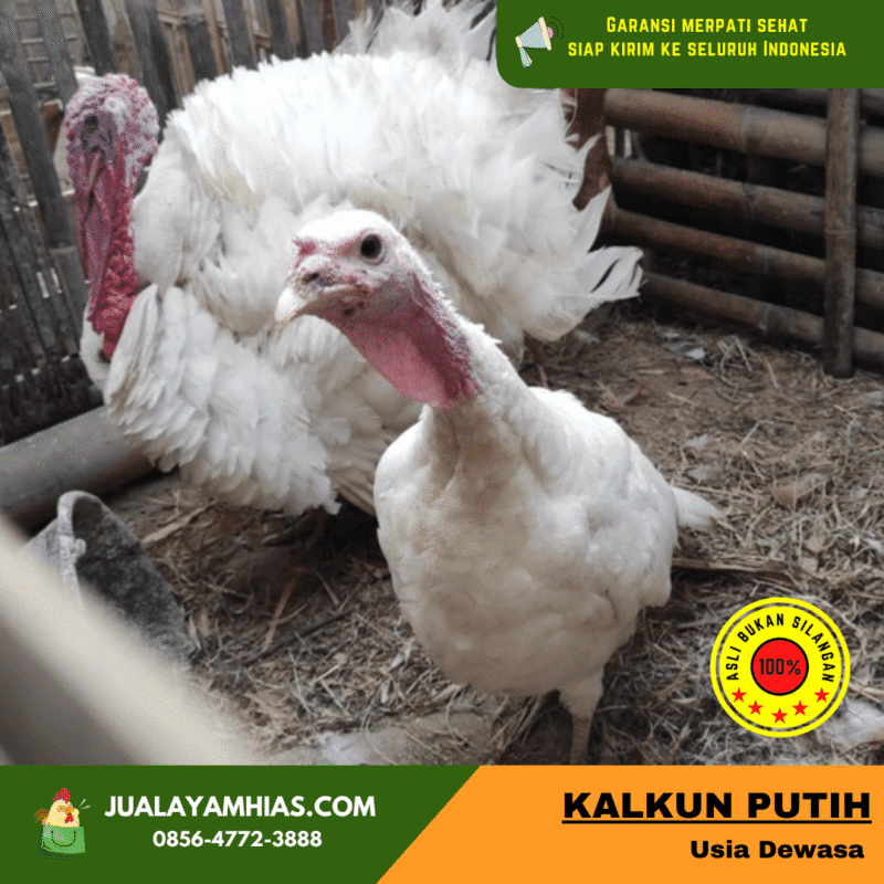Kalkun White Holland Indukan