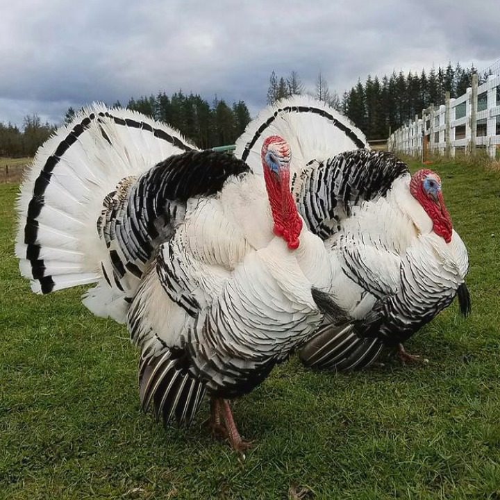 Ayam kalkun Royal Palm dikenal dengan corak bulu putih dan hitam yang kontras, menjadikannya salah satu jenis kalkun hias paling menarik.