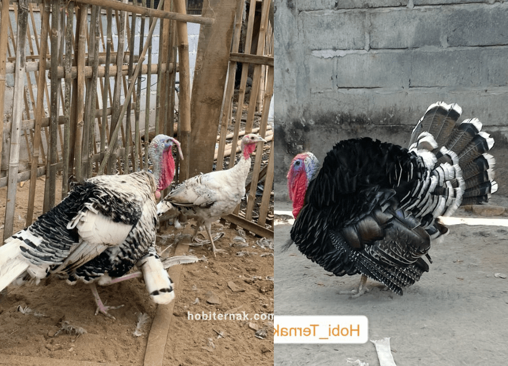Mengenal Ayam Kalkun Ciri-Ciri, Jenis, Karakter, dan Cara Memeliharanya