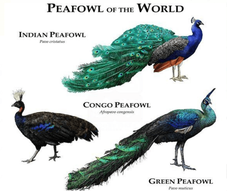 Unlike the other two types of peacock, Congo Peafowl has a smaller size and tail is not long. | Peafowl of the world