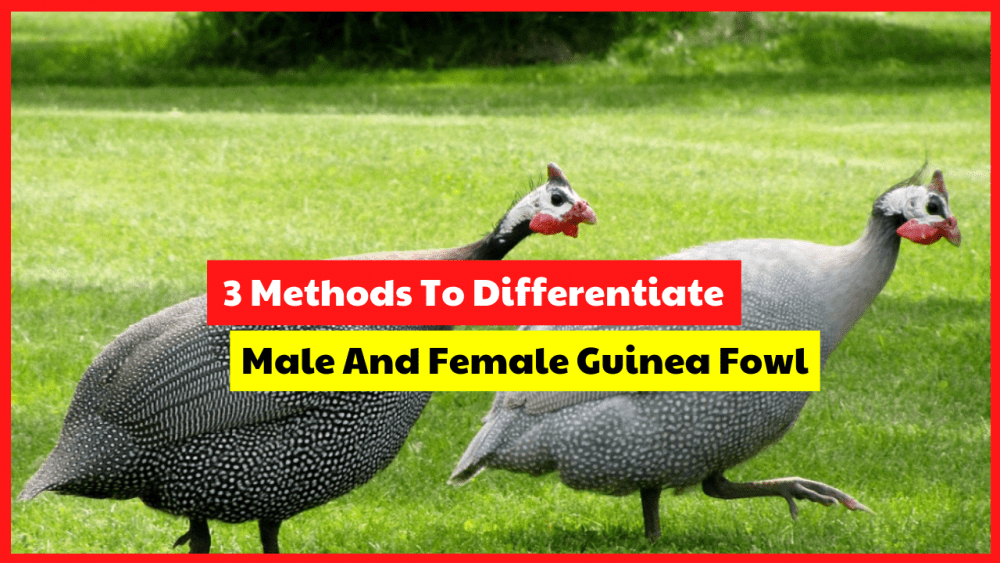Now you don't need to be confused anymore to differentiate male and female guinea fowl, use the method below.