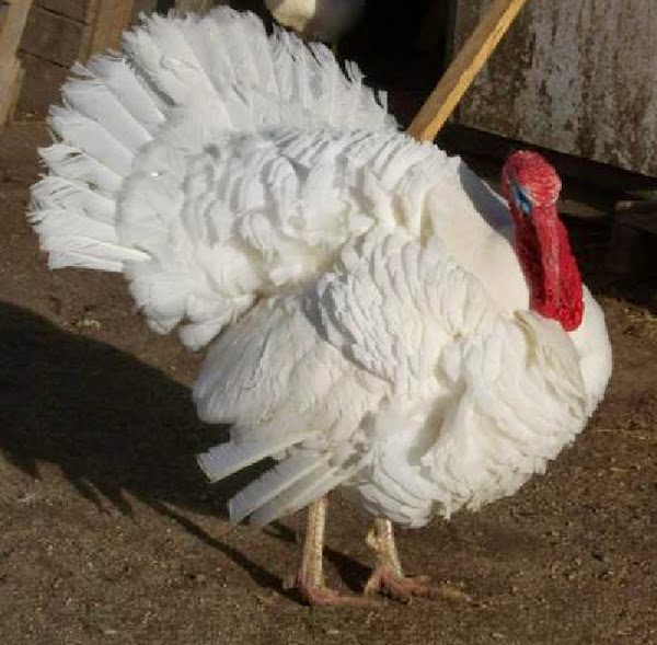 Ayam kalkun white holland adalah jenis kalkun yang mempunyai bulu berwarna putih