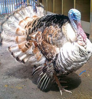 Ayam kalkun golden palm adalah jenis kalkun yang mempunyai bulu berwarna coklat muda di bagian tubuhnya dan putih di bagian sayap.