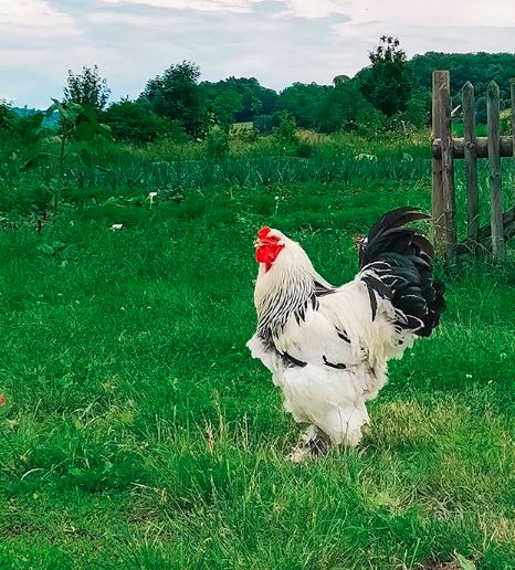 Selain di kandang ayam brahma juga bisa kita pelihara dengan pola umbaran, dengan pola umbaran ini akan kita lihat ayam nampak lebih gembira dan aktif. | Ayam Brahma Putih
