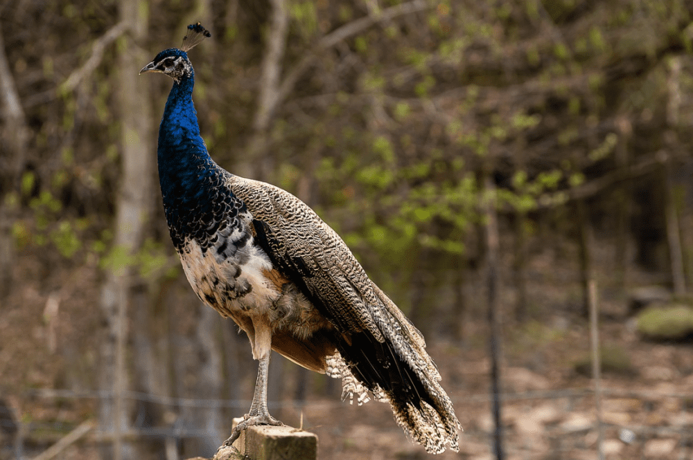 The female peacock has some unique facts that you might not know about.