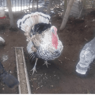 Indukan ayam kalkun golden palm