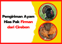 Pengiriman Ayam Hias Pak Firman dari Cirebon Pengiriman ayam hias pak firman dari cirebon