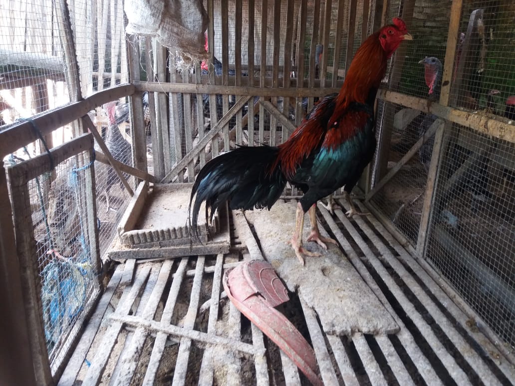Ternak Ayam Bangkok