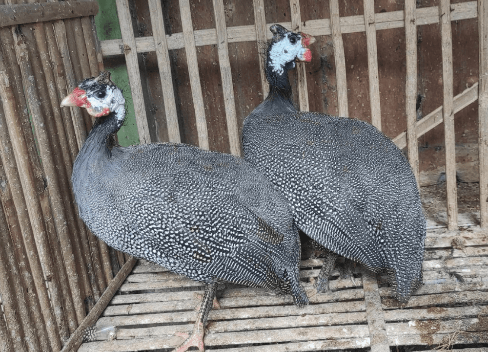 Ayam Mutiara yang Hanya Bertelur di Musim Hujan