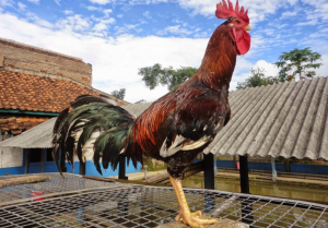 Keunikan dari ayam pelung yaitu pada suara kokoknya yang panjang dan mengalun.