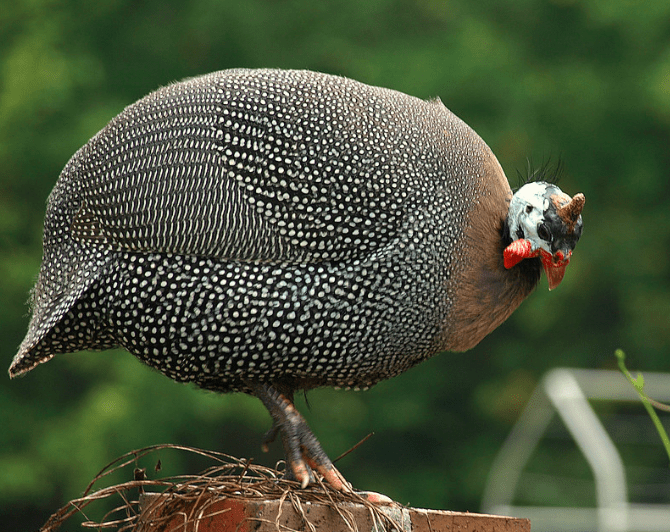 A beautiful pearl guinea fowl, type of common guinea fowl that loved by many people.