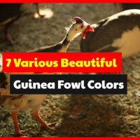 Let's Find 7 Popular of Guinea Fowl Colors Around The World.