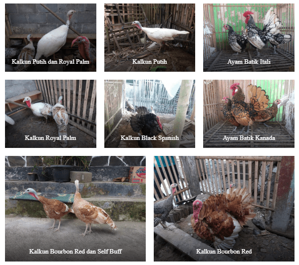 Pengiriman Ayam Hias ke Cirebon