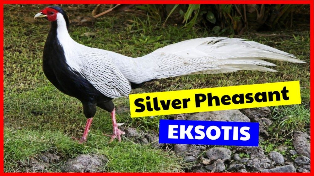 cropped Silver Eksotis pheasant Jual Ayam Hias HP : 08564 77 23 888 | BERKUALITAS DAN TERPERCAYA pheasant Beternak Ayam Silver Pheasant yang Eksotik