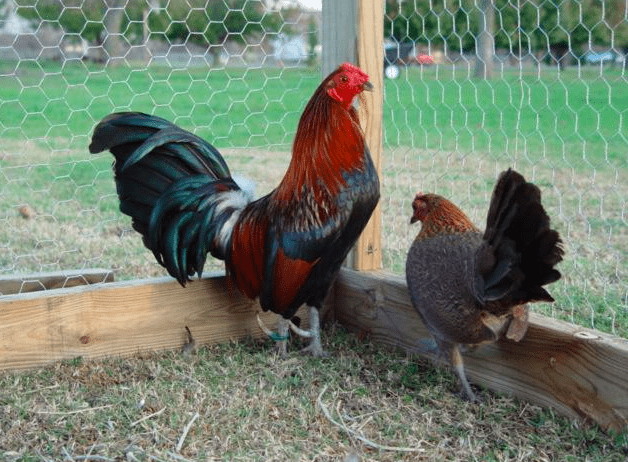American Game Bantam menjadi salah satu jenis ayam kate yang memilki warna bulu yang cantik | image 1