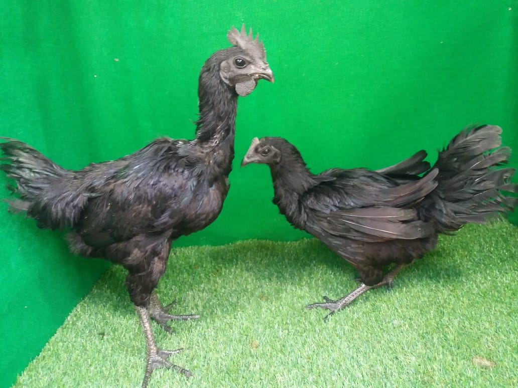 Ayam Cemani merupakan ayam khas dari Indonesia yang berasal dari daerah Temanggung. | Cemani Dewasa