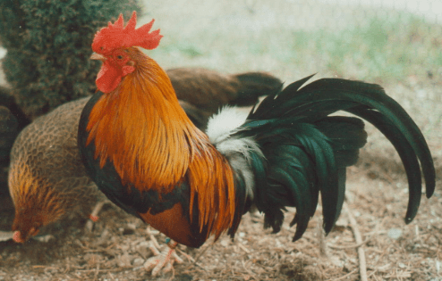 Ayam Kate Pictave memilki warna bulu yang hampir menyerupai dengan ayam jago | image 7