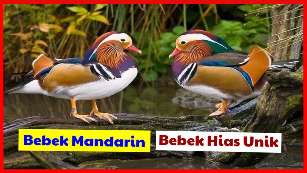 Bebek Mandarin