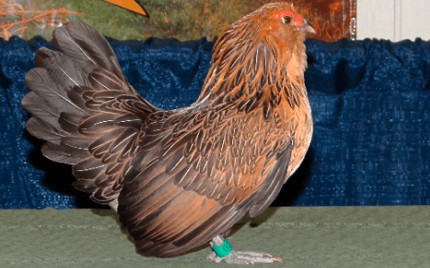 Belgian Bearded d’Anvers merupakan jenis ayam kate yang berasal dari Belgian | image 2