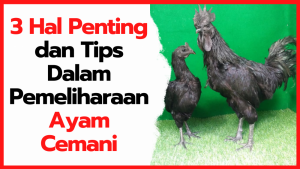 Pemeliharaan Ayam Cemani