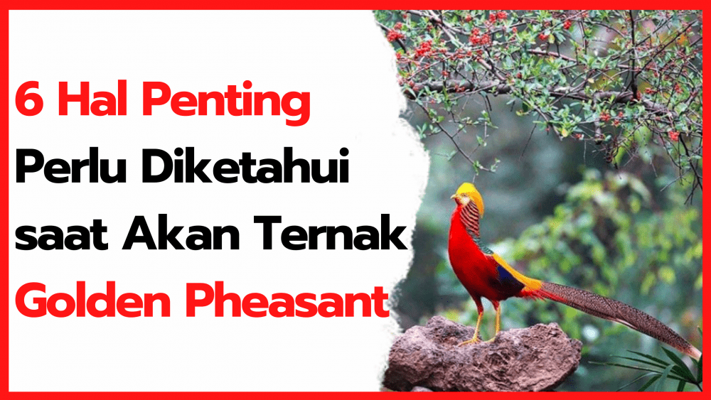 6 Hal Penting yang Perlu Diketahui Saat akan Beternak Golden Pheasant