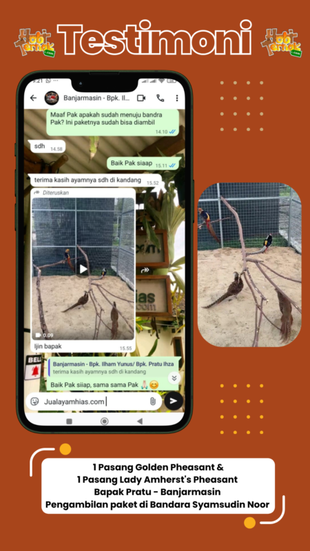 Testimoni pesanan Ayam pheasant Bapak Pratu di Banjarmasin