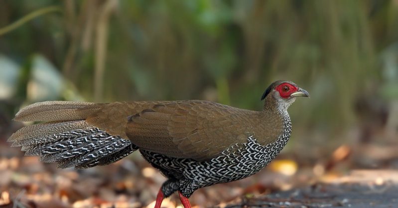 Female a4.pbase .com silver pheasant Jual Ayam Hias HP : 08564 77 23 888 | BERKUALITAS DAN TERPERCAYA silver pheasant Silver Pheasant Lovers? Find The Description, Origin, Behavior, Facts, And Other Information About This Species In This Site!