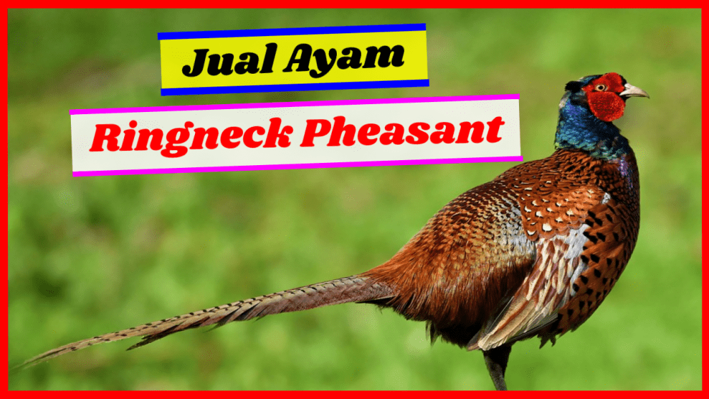 ayam pheasant jual ringneck pheasant Jual Ayam Hias HP : 08564 77 23 888 | BERKUALITAS DAN TERPERCAYA jual ringneck pheasant Jual Ringneck Pheasant dan Berbagai Jenis Ayam Pheasant