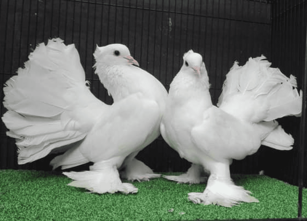 12 Burung Merpati Hias Yang Cocok Anda Pelihara di Rumah 12 Burung Merpati Hias Yang Cocok Anda Pelihara di Rumah