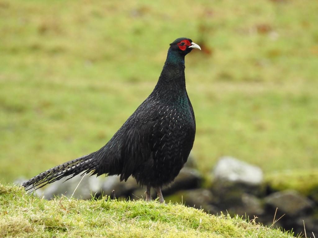 Black pheasant is a type of pheasant that is still unknown about the truth of its existence. | Black Pheasant