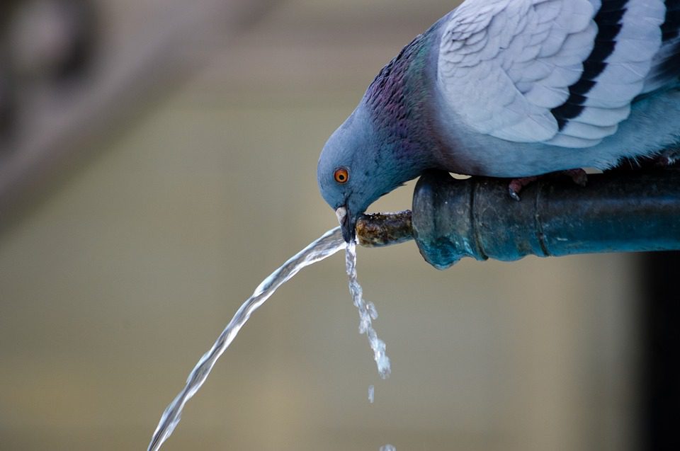 Burung sangat membutuhkan air untuk bertahan hidup