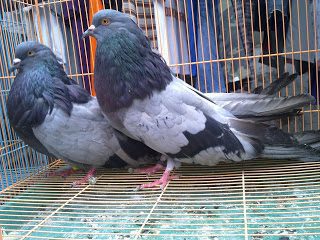 Gondok old german cropper bersanak dekat dengan pouter