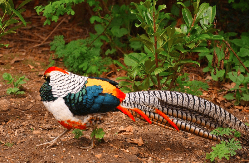 Lady Amherst Pheasant has a beautiful and diverse plumage color, it is one of the prettiest types of pheasants. | Lady Amherst Pheasant