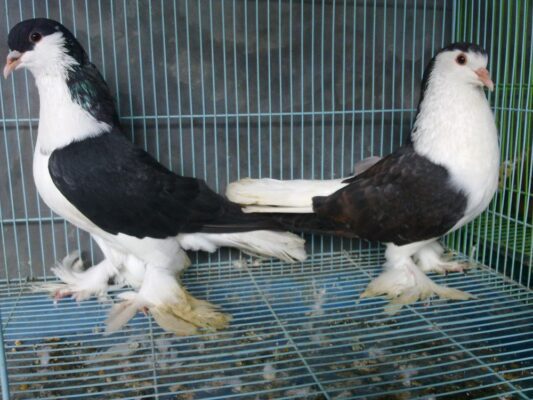 Merpati Lahore atau biasa di sebut dengan merpati Shiraz
