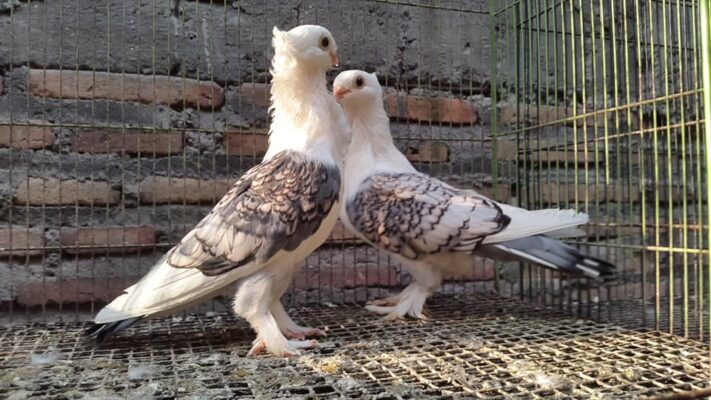 Merpati Satinet sering di sebut “orang tua asuh” karena pintar dalam memelihara anak