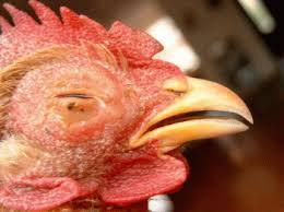 Jika ayam sedang sakit snot, untuk mengobatinya bisa di berikan obat antisnot di poultry shop terdekat