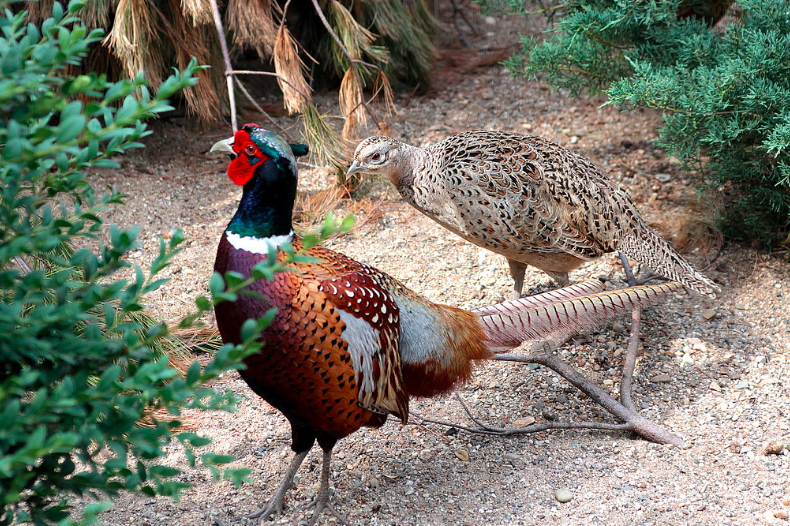 Ringneck Pheasant is one of the most popular species of pheasant and its beautiful plumage has made the ornamental chicken lovers fall in love.