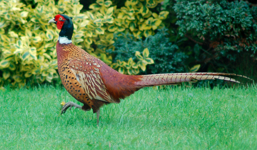 One characteristic of pheasants is that they have long tail feathers and beautiful feather colors.