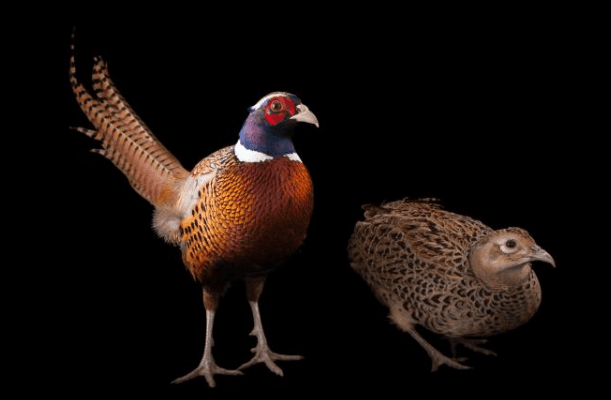 The picture of male and female Common Pheasants of usually called Ring-necked Pheasants.| Pair of Ring-necked pheasant.