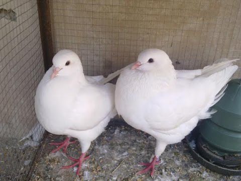king pigeon dahulu di termasuk dalam kategori merpati konsumsi namun saat ini berubah menjadi merpati hias