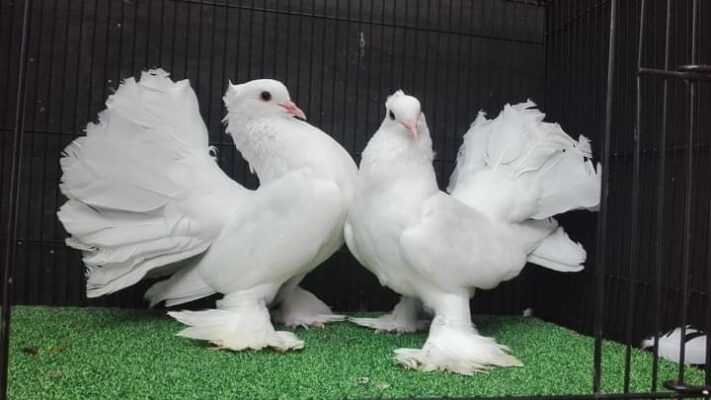 Merpati Kipas memiliki cirikhas bulu ekornya yang berbentuk seperti kipas