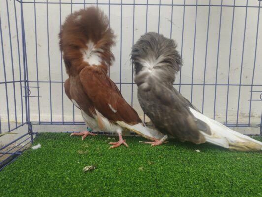 merpati jacobin memiliki keunikan bulu di kepalanya seperti mantel