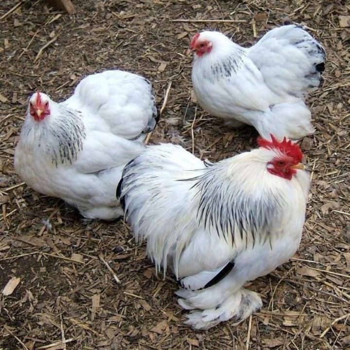 Ayam CochinCochin dengan bulu berwarna putih tersebut sangat cocok Anda jadikan sebagai ayam hias yang dapat mempercantik halaman rumah Anda.