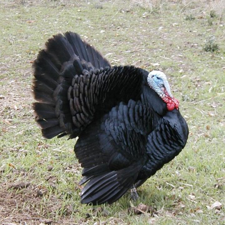 Ayam Kalkun Black Spanish