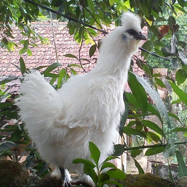 Ayam Kapas