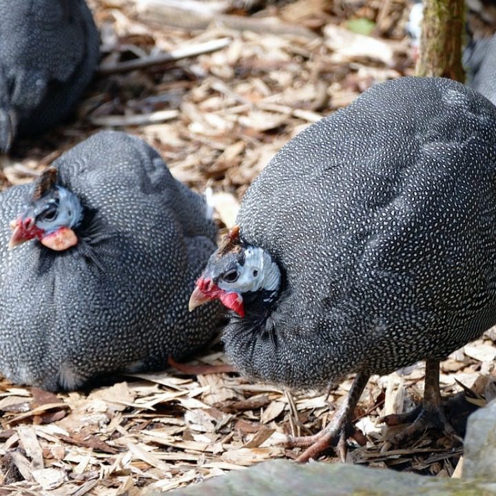 A pair of male and female guinea fowl, visible from the difference in the horn which in males is larger.